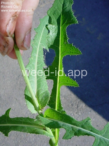 sowthistle, perennial